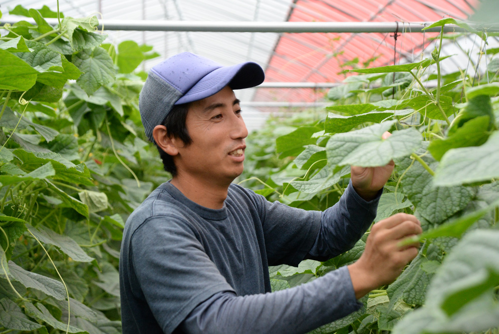 しまなみ彩野菜